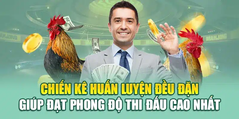 Chiến kê huấn luyện đều đặn giúp đạt phong độ thi đấu cao nhất