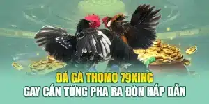 Đá Gà Thomo 79king Gay Cấn Từng Pha Ra Đòn Hấp Dẫn