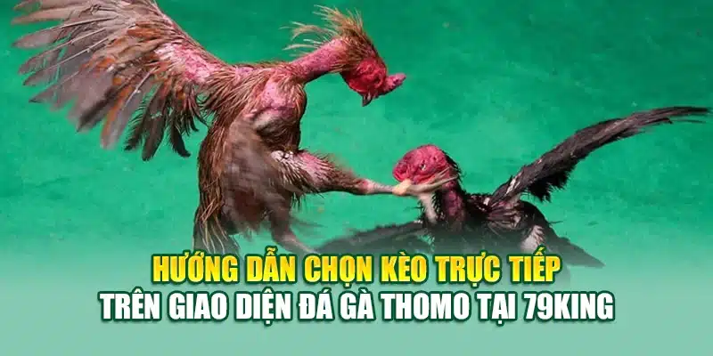 Hướng dẫn chọn kèo trực tiếp trên giao diện đá gà Thomo tại 79King