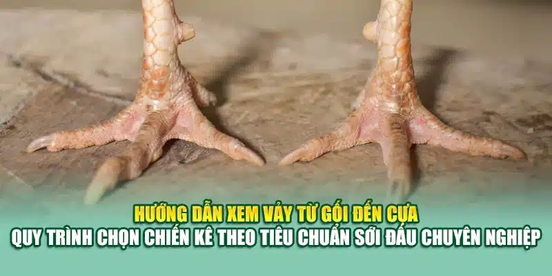 Hướng dẫn xem vảy từ gối đến cựa – quy trình chọn chiến kê theo tiêu chuẩn sới đấu chuyên nghiệp