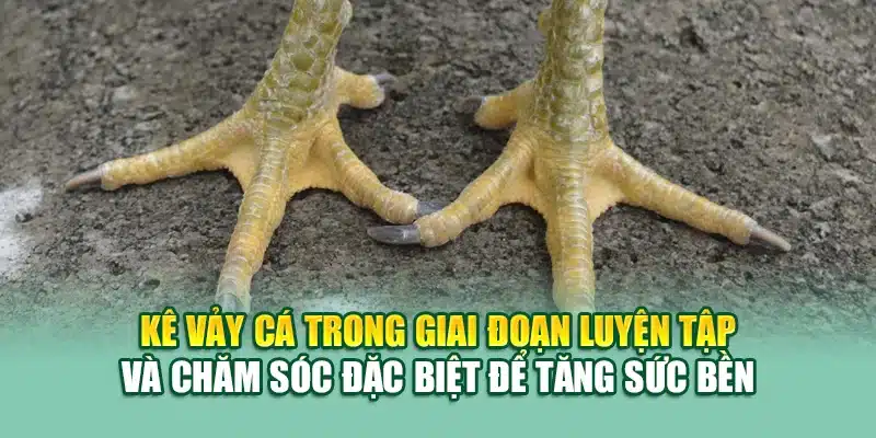 Kê vảy cá trong giai đoạn luyện tập và chăm sóc đặc biệt để tăng sức bền