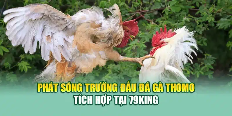 Phát sóng trường đấu đá gà Thomo tích hợp tại 79King