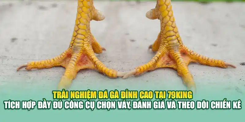 Trải nghiệm đá gà đỉnh cao tại 79King – tích hợp đầy đủ công cụ chọn vảy, đánh giá và theo dõi chiến kê