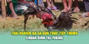 Trải Nghiệm Đá Gà Đòn Trực Tiếp Thomo Chuẩn Đỉnh Tại 79King