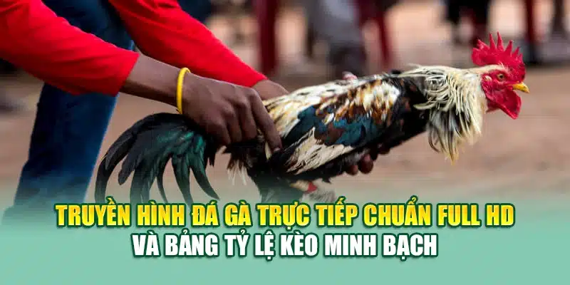 Truyền hình đá gà trực tiếp chuẩn Full HD và bảng tỷ lệ kèo minh bạch
